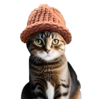 catwifhat $CWIF on solana — Grupo de Telegram