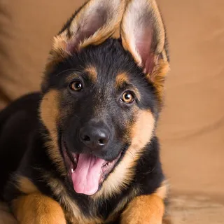 Shep GIFs — grupo no Telegram