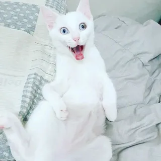 Memes Telegram — Canal de Telegram